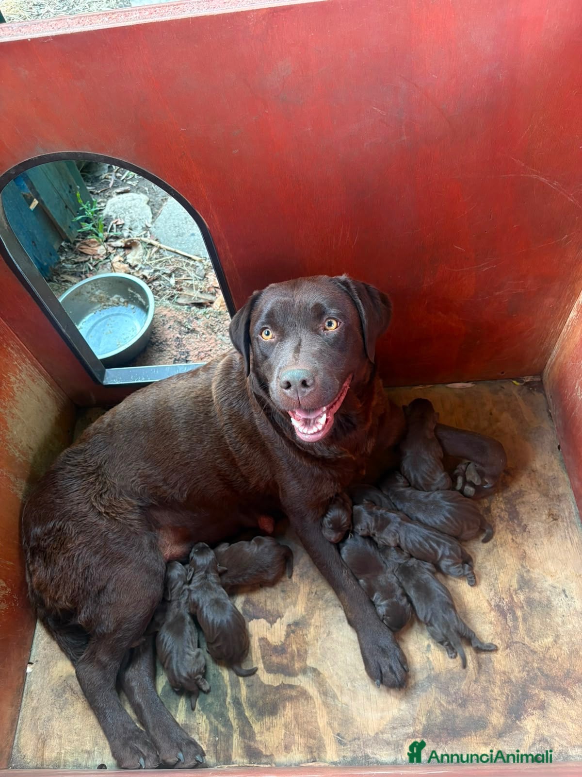 Labrador cani Labrador retriever chocolate - Annuncio 4