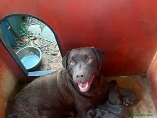 Labrador cani Labrador retriever chocolate - Annuncio 12