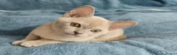 Burmese gatti in vendita: Gattine Burmesi Europei Cioccolato e Lilla - Annuncio 9