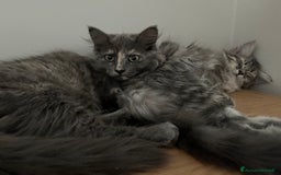 Siberiano gatti in vendita: Gatti siberiani  a Provincia di Biella - Immagine 36