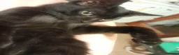 Europeo gatti in regalo: Gattino nero, 3 mesi, un'amore a Città metropolitana di Roma Capitale - Annuncio 4