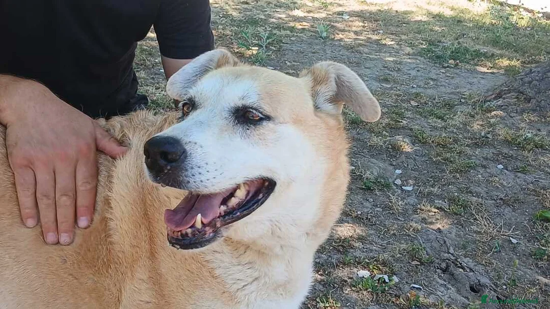 Meticcio cani in regalo: DEA CERCHIAMO IL MIRACOLO, IN ADOZIONE - Annuncio 1