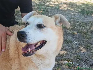 Meticcio cani DEA CERCHIAMO IL MIRACOLO, IN ADOZIONE - Annuncio 33