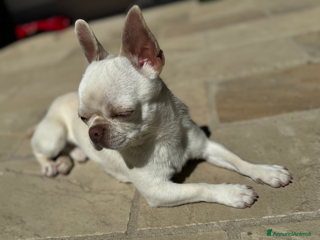 Chihuahua cani per accoppiamento: Chihuahua maschio per monta - Immagine 2