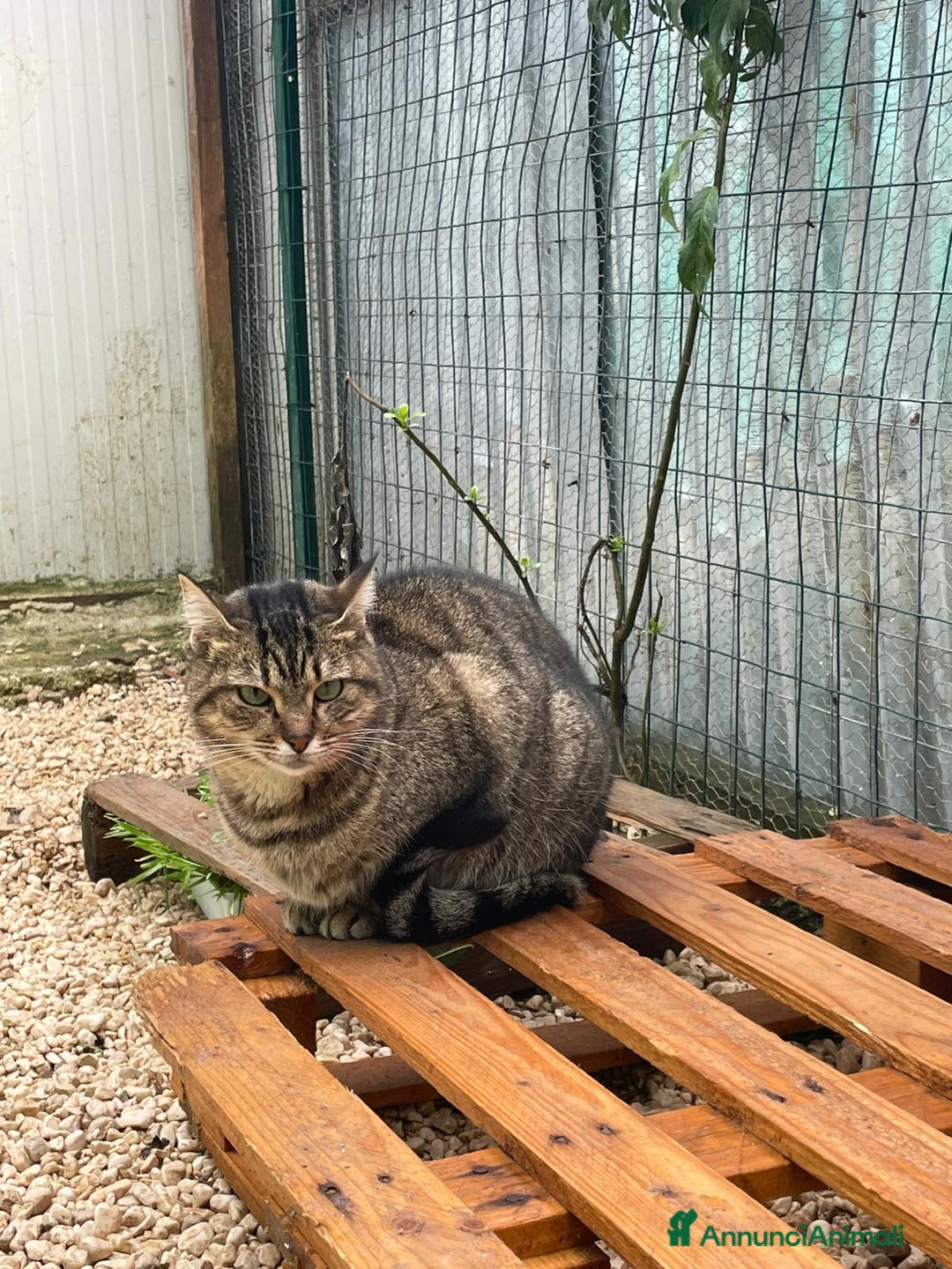 Meticcio gatti in regalo: LA DOLCE PRUGNA - Annuncio 3