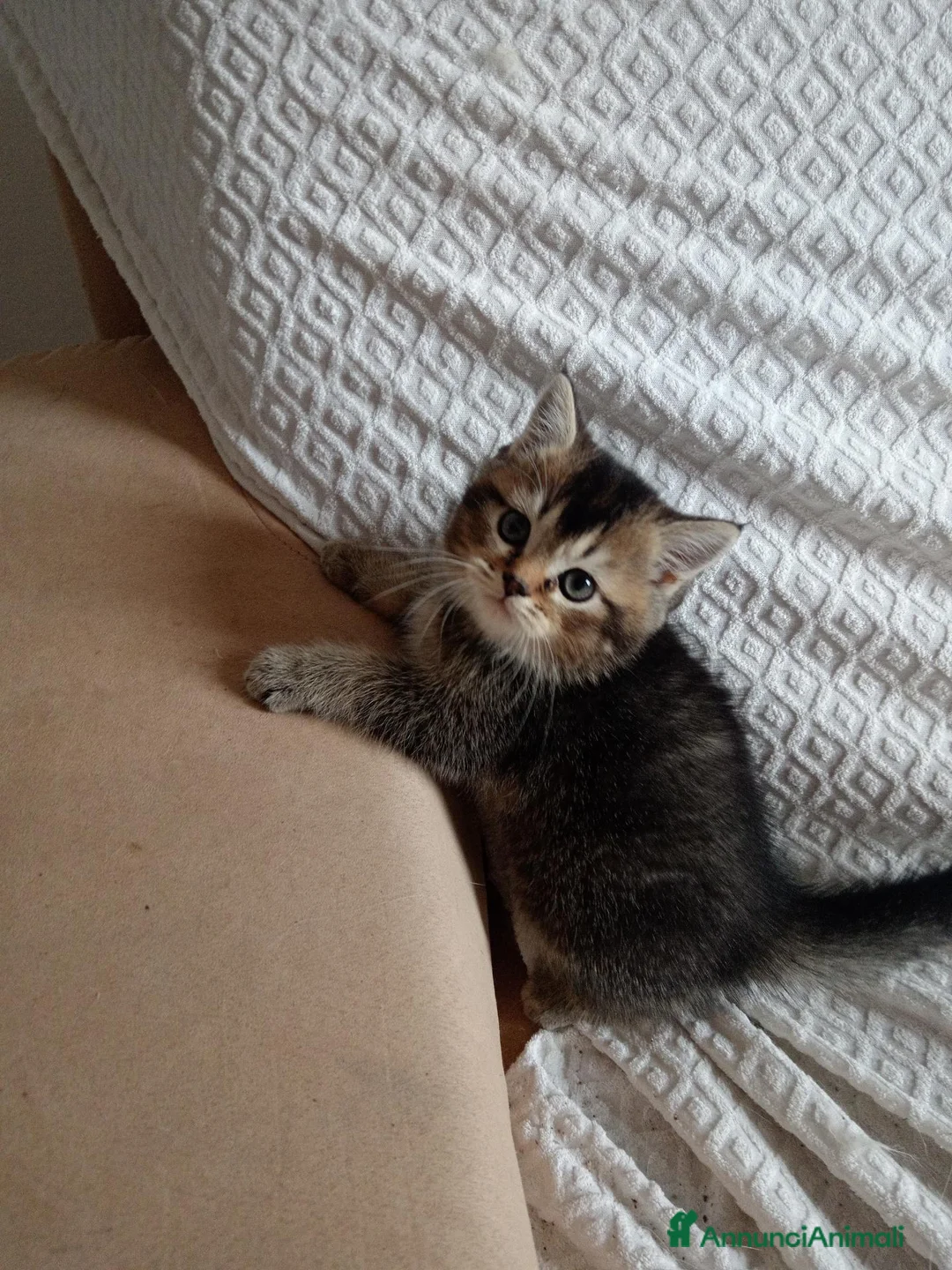 Scottish gatti in vendita: ULTIMA CUCCIOLA DI SCOTTISH STRAIGHT  - Annuncio 3