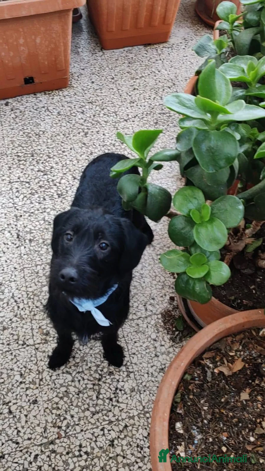 Meticcio cani in regalo: Lulu e Rocky cuccioli docili - Annuncio 11