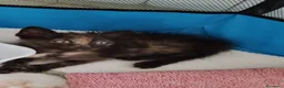 Meticcio cani in regalo: GATTINI DOLCISSIMI - Annuncio 7