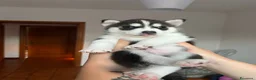 Husky cani in vendita: Siberian Husky  - Annuncio 4