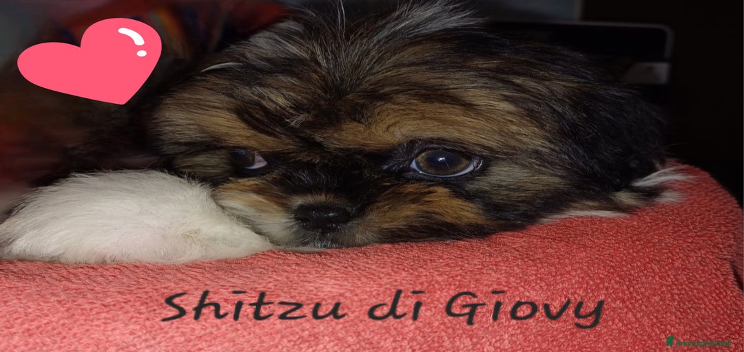 Immagine della galleria {{count}}