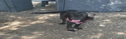 Meticcio cani in regalo: KEYLI cucciola taglia medio piccola - Annuncio 6