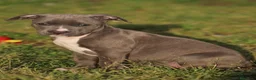 Pitbull cani in vendita: Cuccioli Pit Bull con Pedigree anche a rate  - Annuncio 24