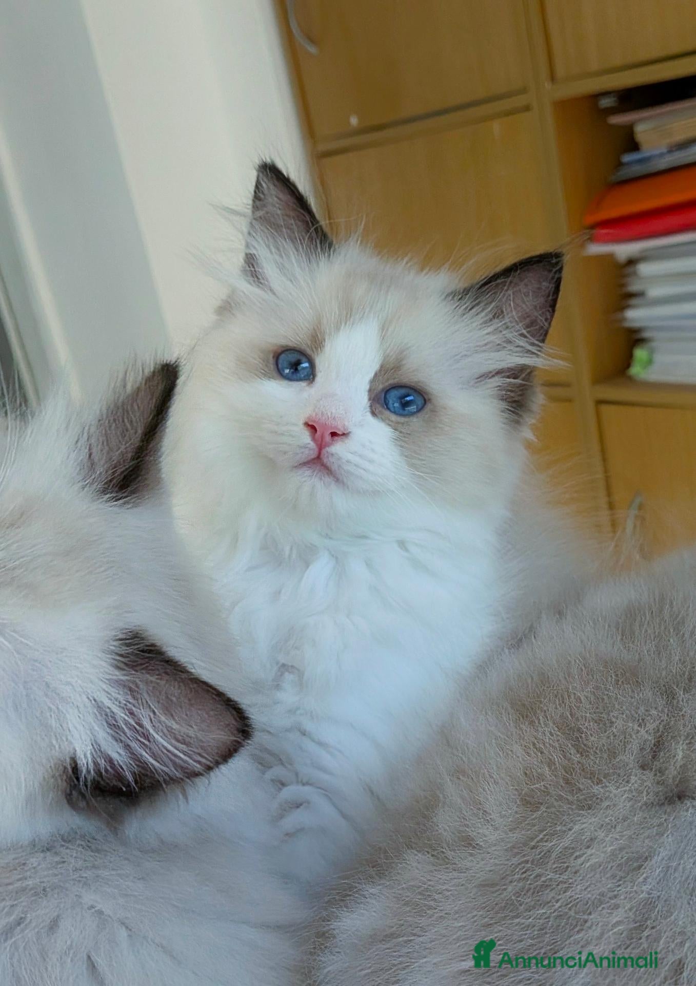 Ragdoll gatti Cucciola ragdoll pedigree Afef  - Annuncio 5