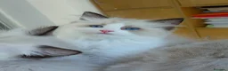 Ragdoll gatti in vendita: Cucciola ragdoll pedigree Afef  - Annuncio 3
