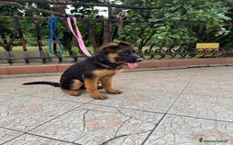 Pastore Tedesco cani in vendita: Cucciolo pastore tedesco a Città Metropolitana di Napoli - Immagine 2