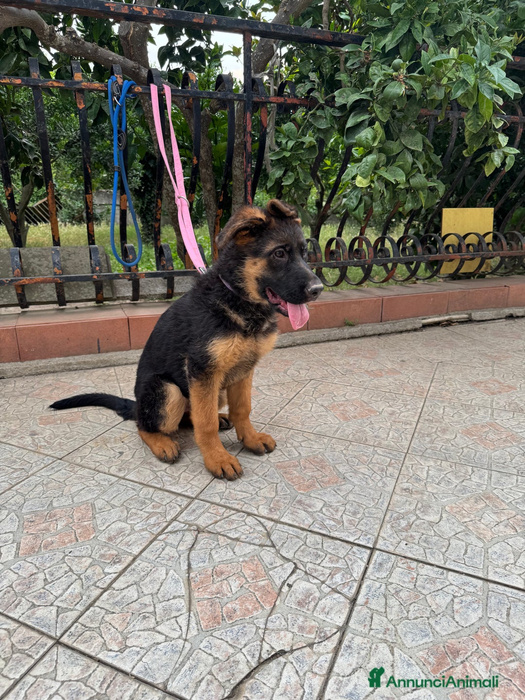 Pastore Tedesco cani in vendita: Cucciolo pastore tedesco a Città Metropolitana di Napoli - Immagine 2
