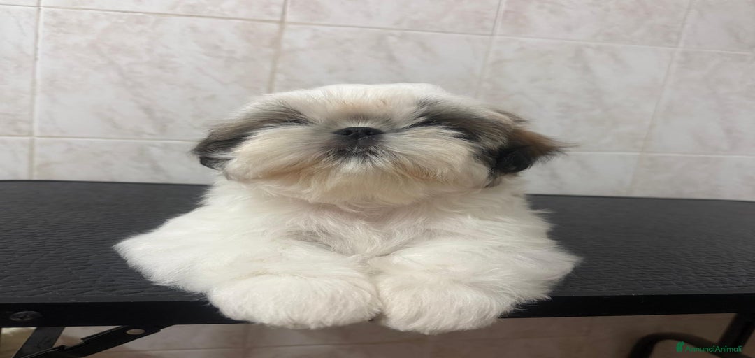 Immagine della galleria {{count}}