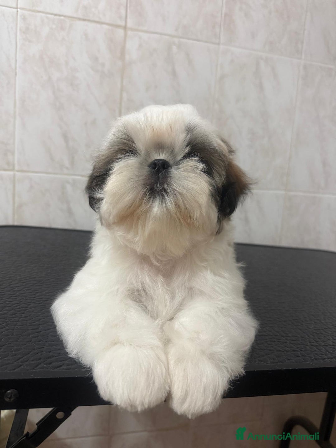 Immagine della galleria {{count}}