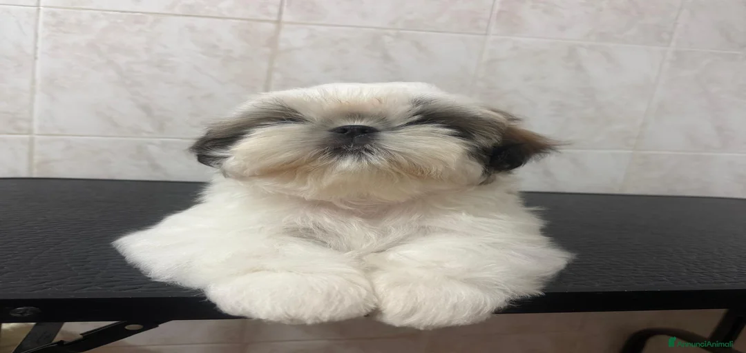 Immagine della galleria {{count}}