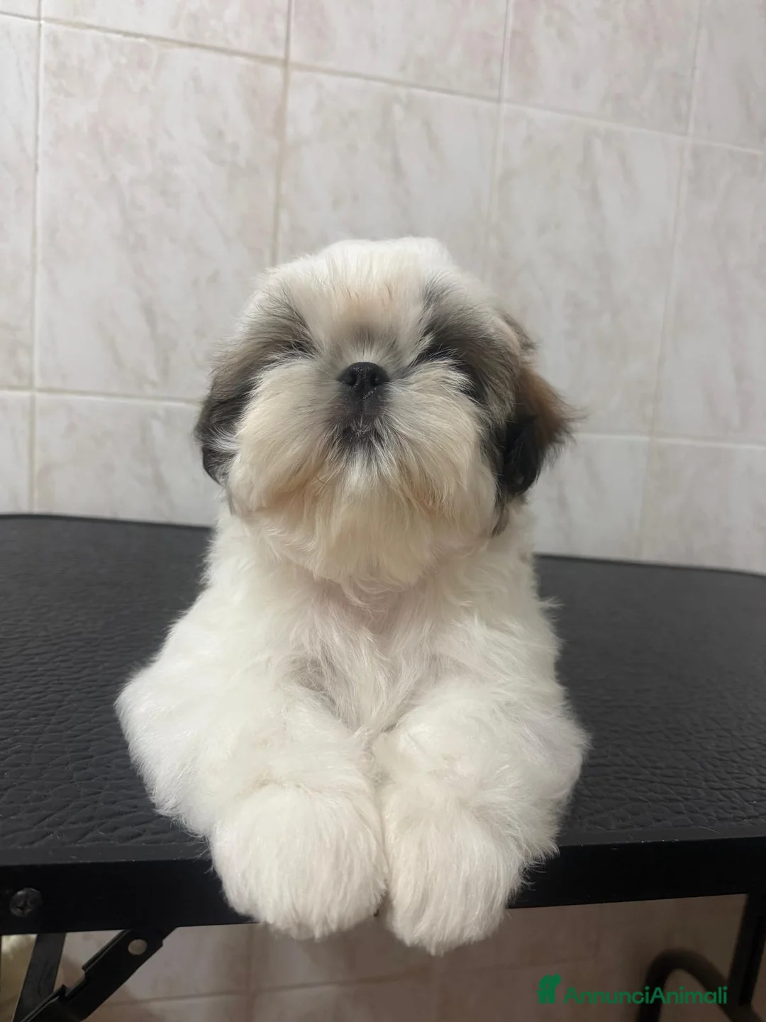 Immagine della galleria {{count}}