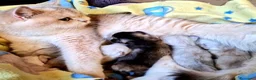 British gatti in vendita: British Shorthair Lilac 4 anni - Annuncio 3