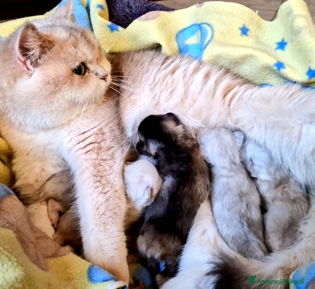 British gatti in vendita: British Shorthair Lilac 4 anni - Annuncio 3