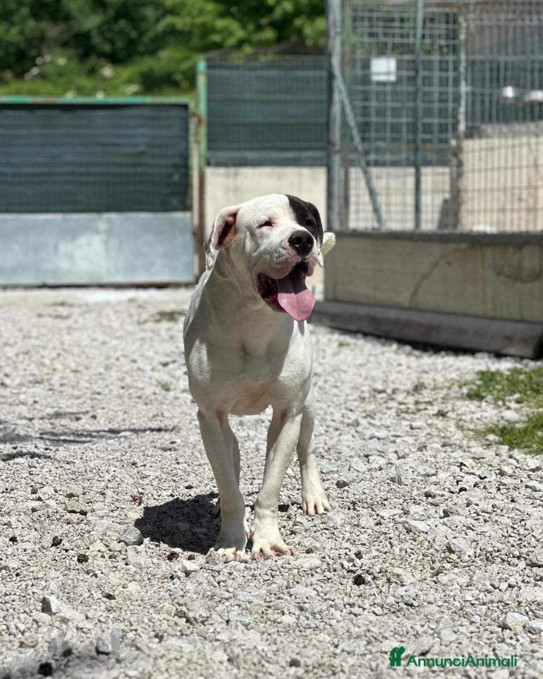 Dogo Argentino cani in regalo: VINCENT, fantastico molossone cerca famiglia - Annuncio 4