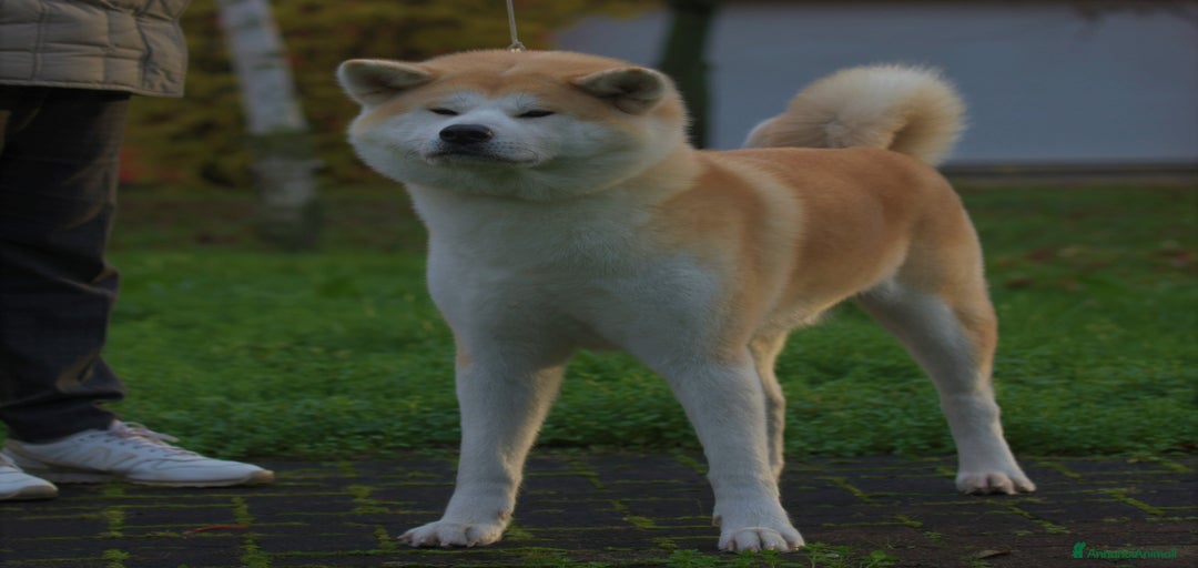 Immagine della galleria {{count}}