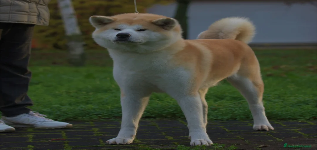 Immagine della galleria {{count}}