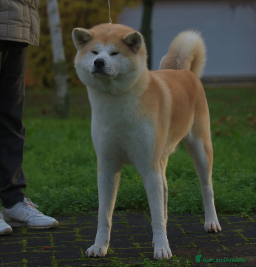 Immagine della galleria {{count}}