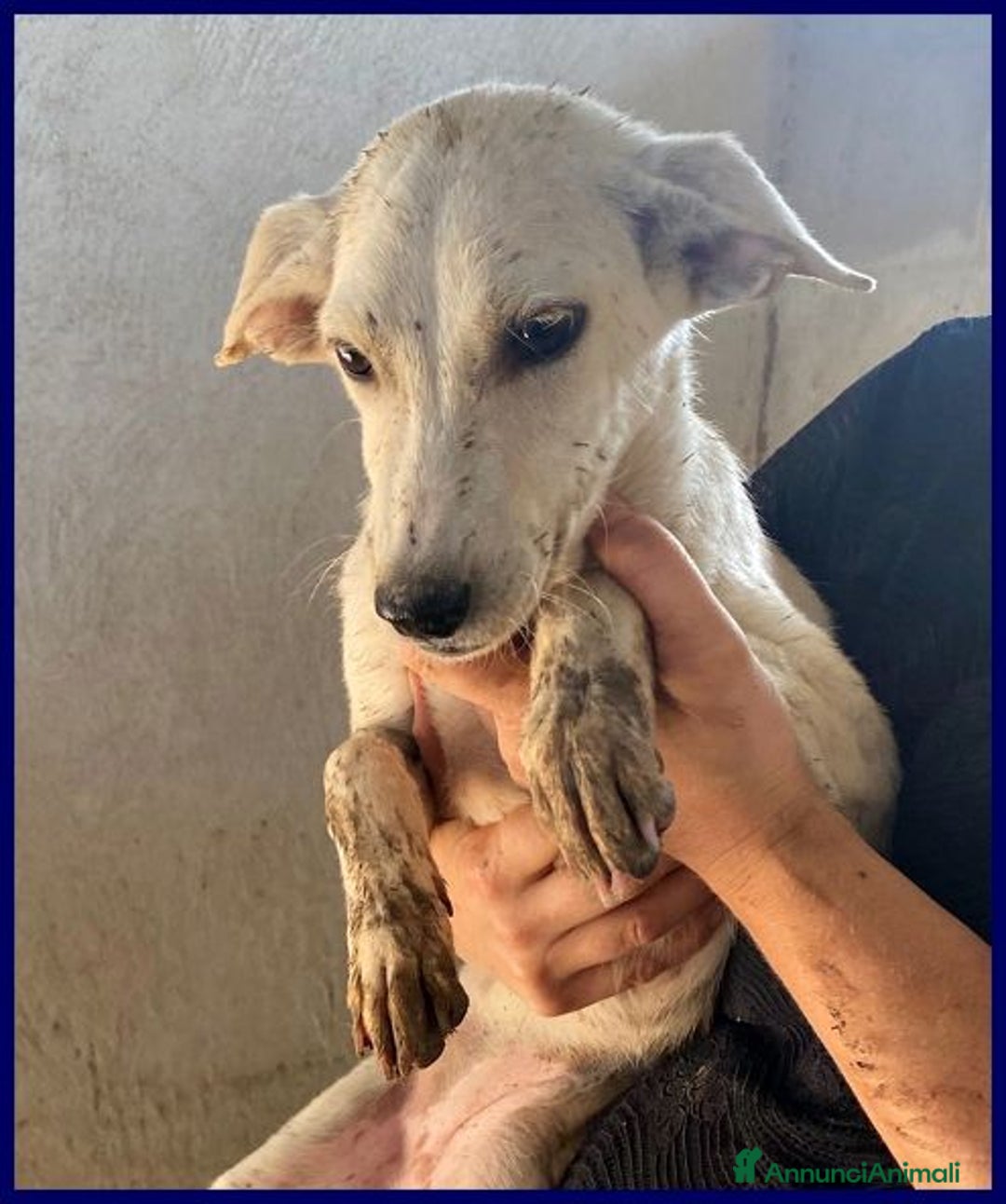 Meticcio cani in regalo: SYDNEY adorabile piccoletta - Annuncio 3