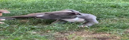 Pitbull cani in vendita: Pit Bull con pedigree, paghi anche a rate  - Annuncio 21