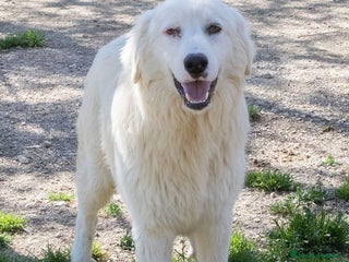 Meticcio cani DOLCISSIMO NASINO A CUORICINO a Città metropolitana di Roma Capitale - Annuncio 32