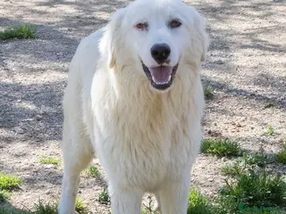 Meticcio cani DOLCISSIMO NASINO A CUORICINO a Città metropolitana di Roma Capitale - Annuncio 7