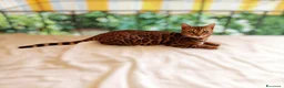 Bengala gatti in vendita: Splendida gattina Bengala  - Annuncio 6
