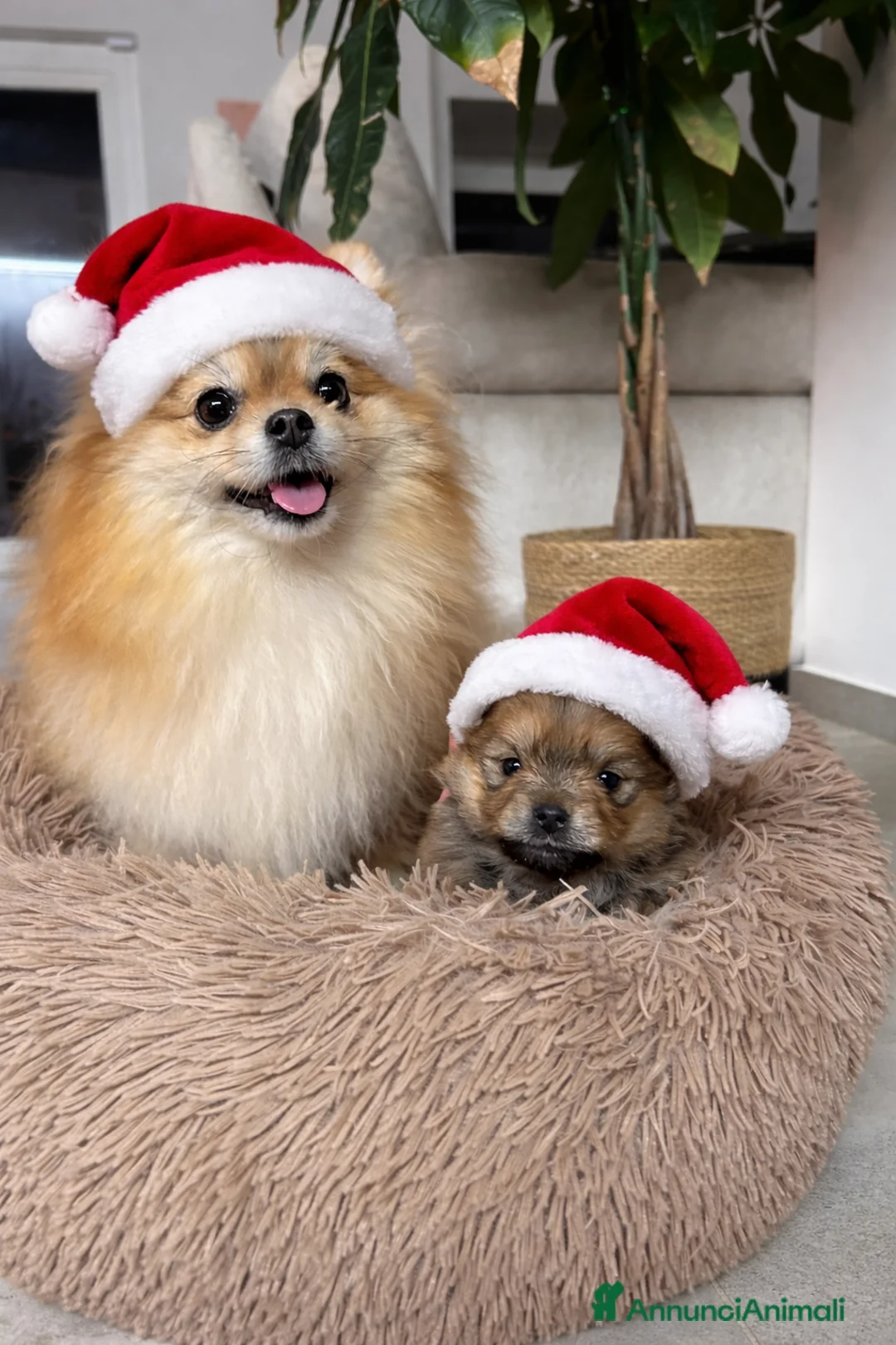 Spitz cani in vendita: Spitz tedesco nano ( Volpino di Pomerania)  - Annuncio 1