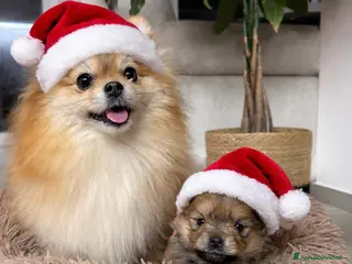 Spitz cani Spitz tedesco nano ( Volpino di Pomerania) - Annuncio 1