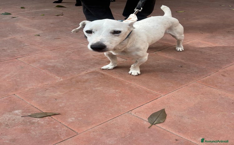 Meticcio cani a Città metropolitana di Roma Capitale - Annuncio 18