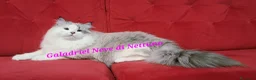 Siberiano gatti in vendita: Gatto siberiano neva-masquerade ipoallergenico - Annuncio 3