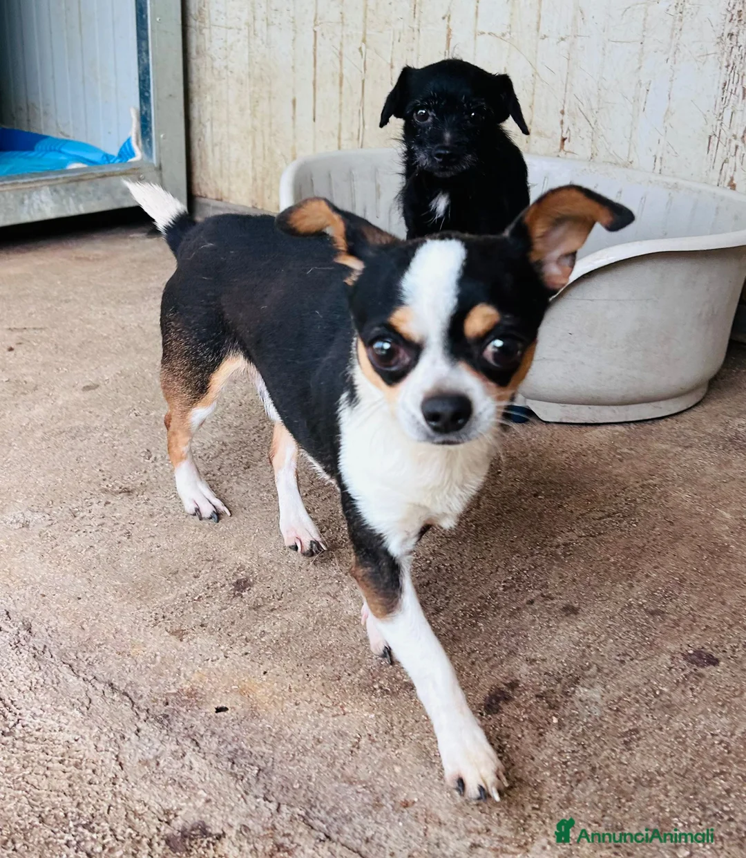 Chihuahua cani in regalo: CHIHUAHUA mix - Annuncio 4