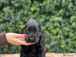 Cocker cani Cocker spaniel inglese - Annuncio 1