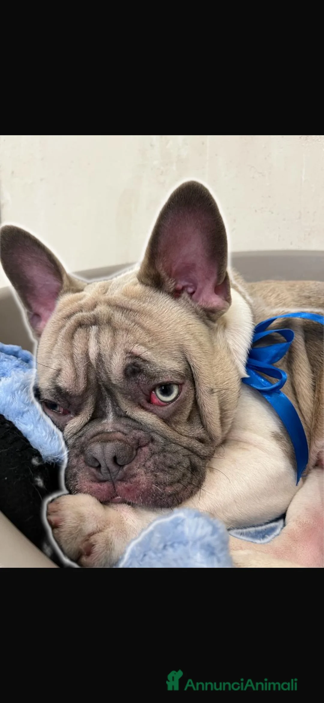 Bulldog Francese cani per accoppiamento: Fidanzatina per Leo  a Città Metropolitana di Napoli - Annuncio 1