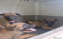 Pastore Belga cani in vendita: Pastore Belga Malinois Napoli Salerno Avellino a Provincia di Avellino - Immagine 4