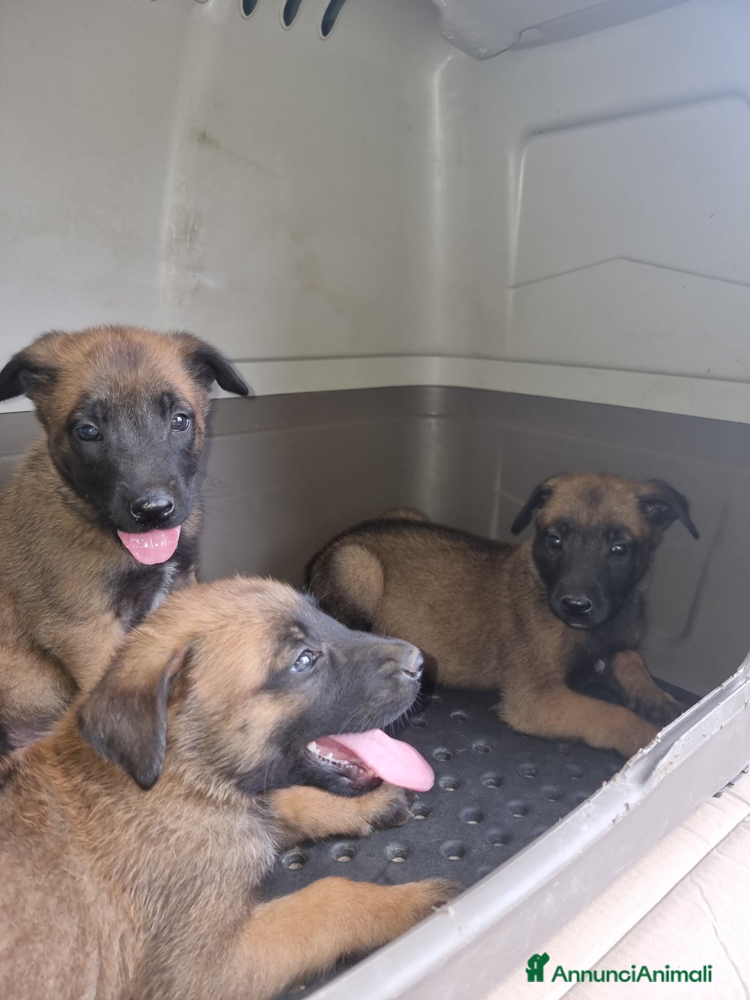Pastore Belga cani in vendita: Pastore Belga Malinois Napoli Salerno Avellino a Provincia di Avellino - Immagine 4