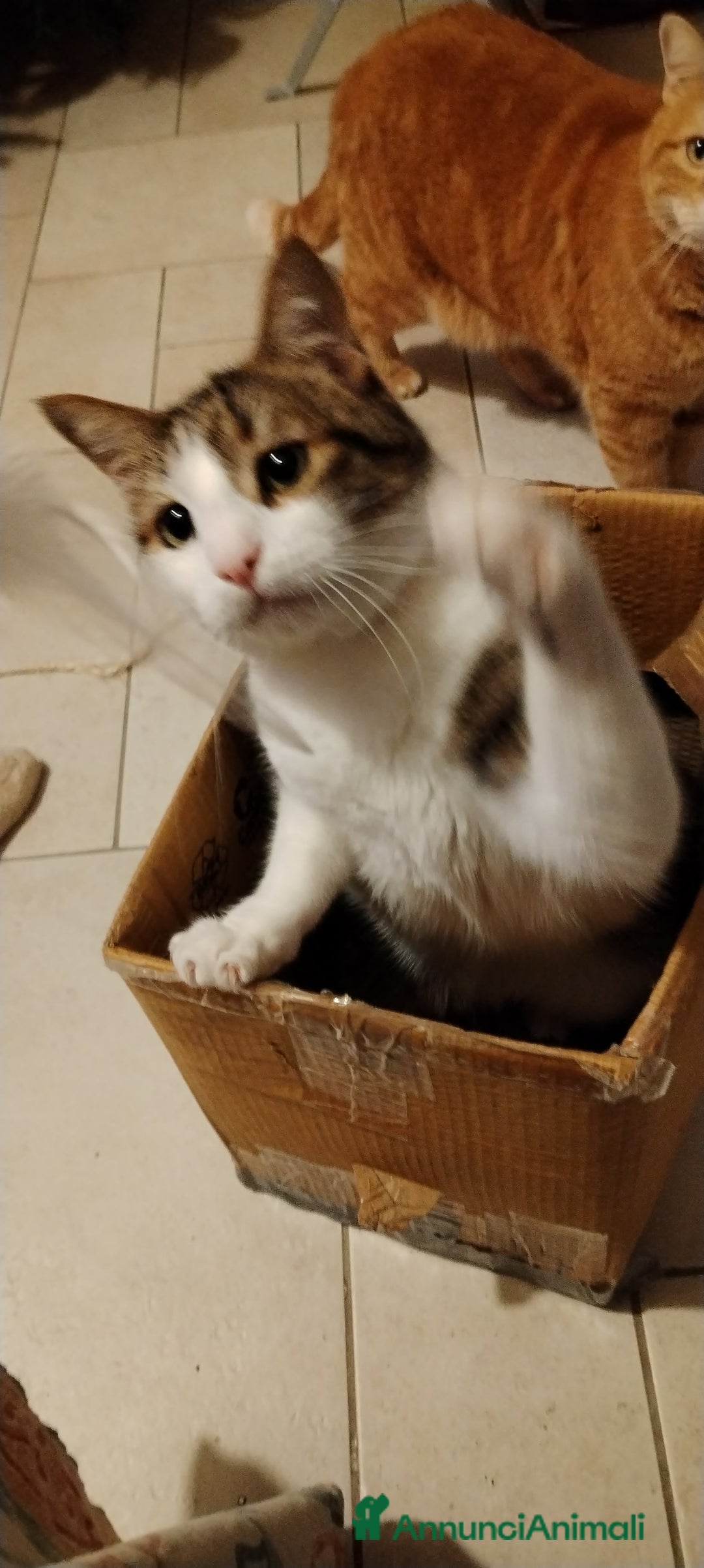 Europeo gatti in regalo: Matisse bisognoso di tranquillità  a Città metropolitana di Milano - Annuncio 5