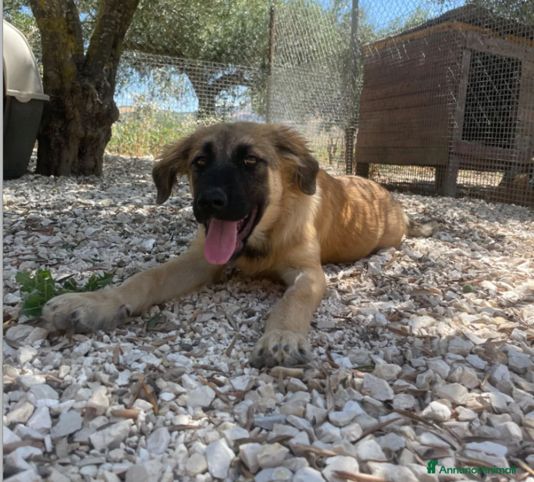 Altre razze cani in regalo: ALBA ARGO ATHENA E ATHOS - Annuncio 5