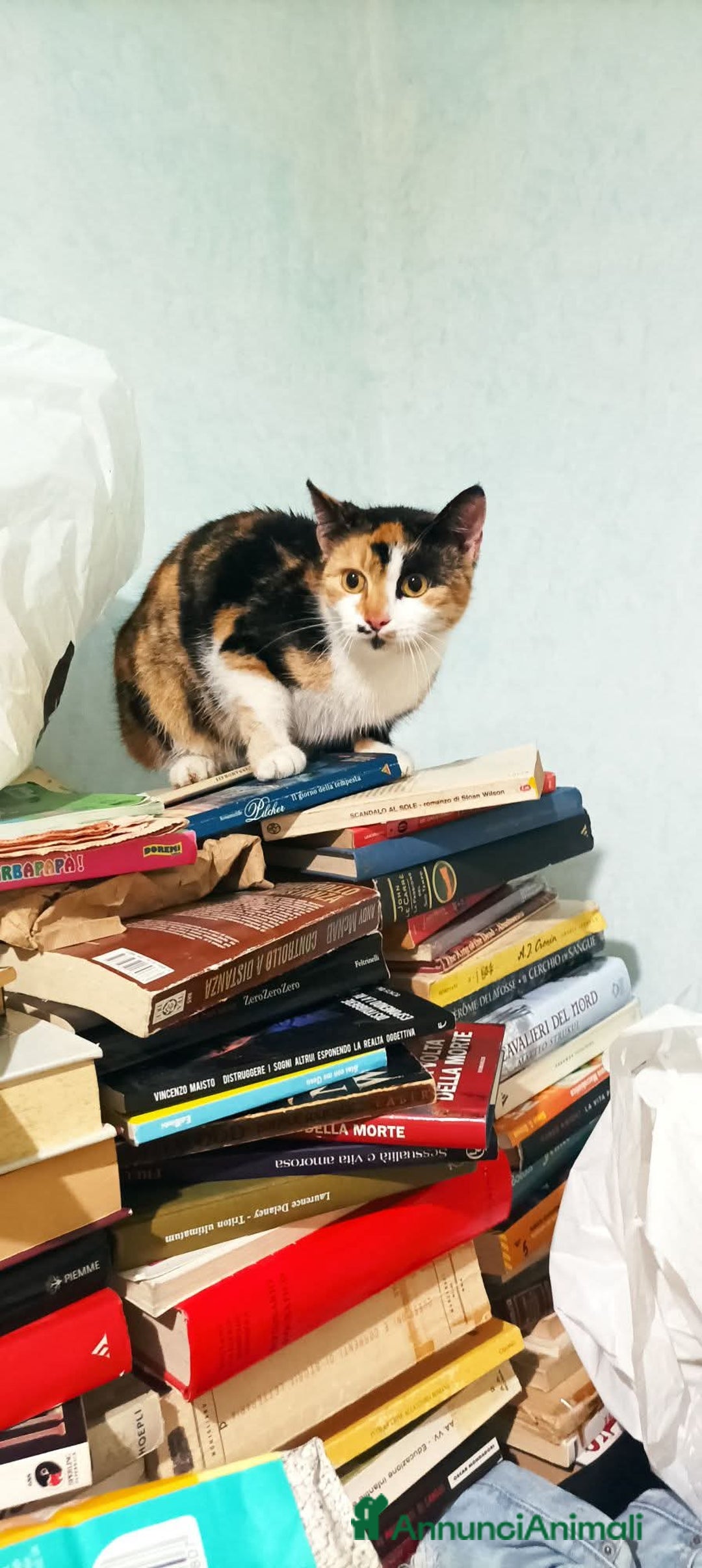 Meticcio gatti in regalo: Cucciola 6 mesi circa, bellissima Talia  - Annuncio 6