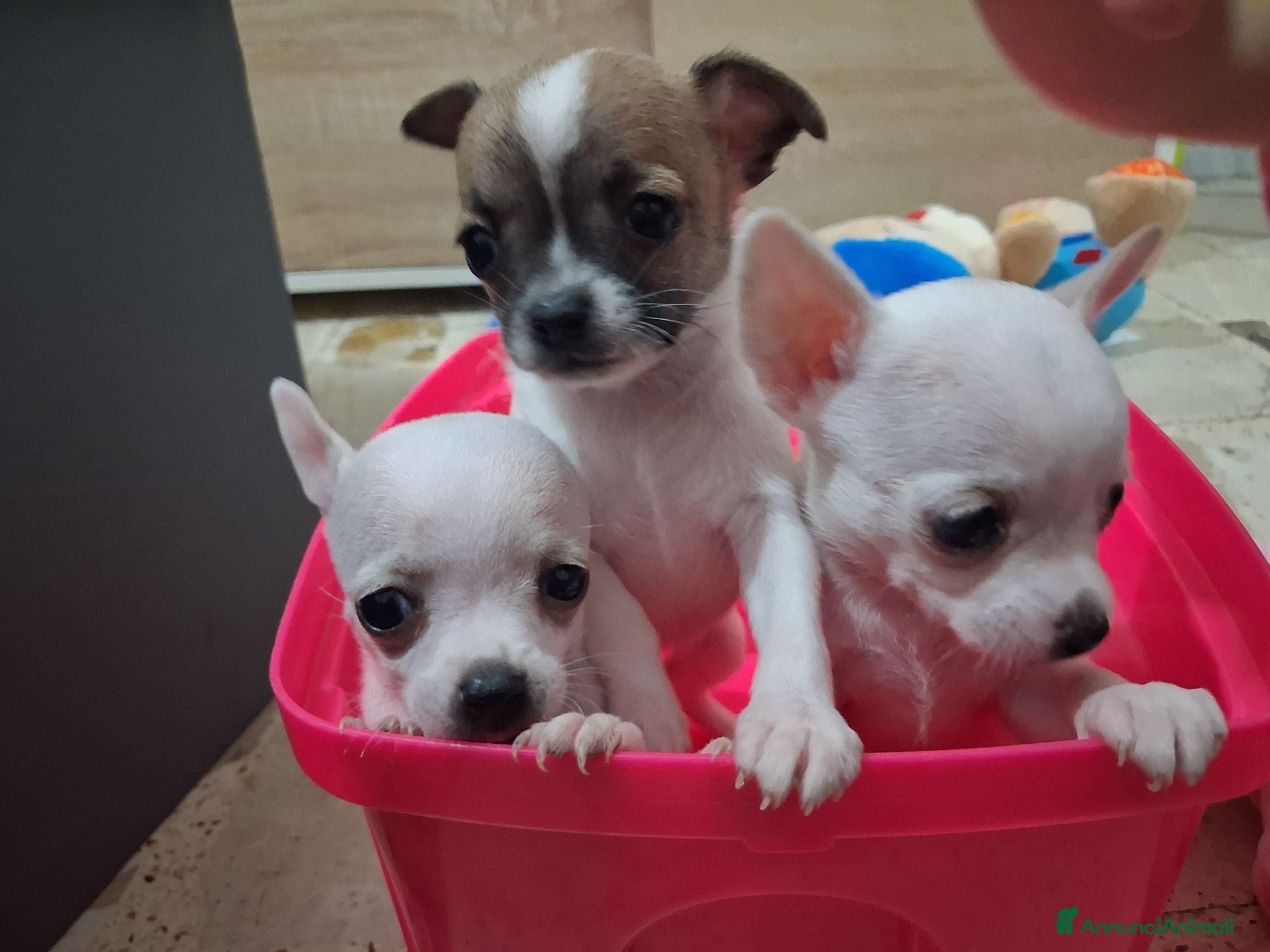 Chihuahua cani Cuccioli Chihuahua - Annuncio 7