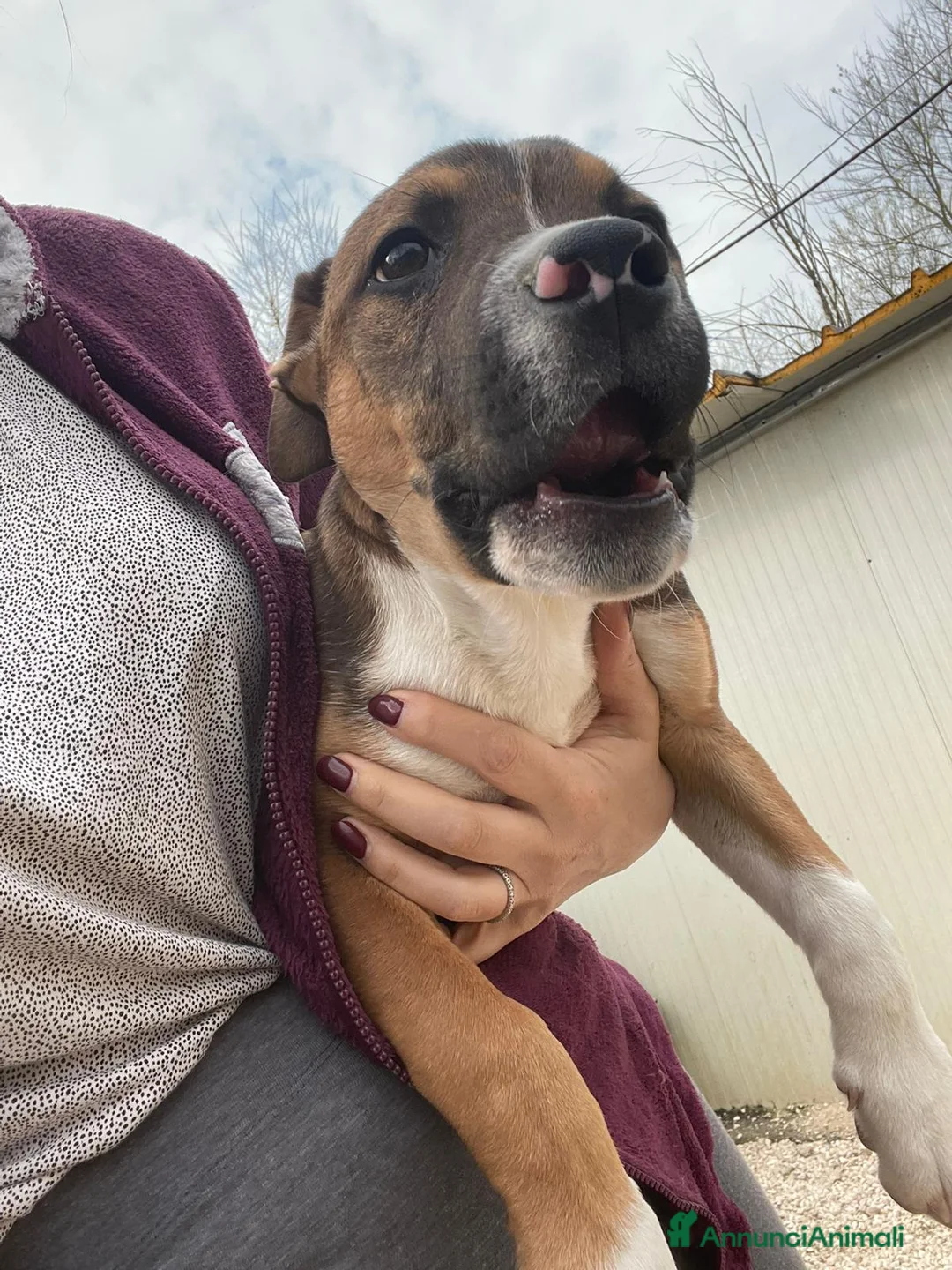 Meticcio cani in regalo: SOS SOS SOS CHOCO a Provincia di Grosseto - Annuncio 2