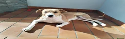 Meticcio cani per accoppiamento: Spike cerca fidanzatina - Annuncio 3